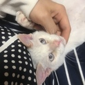 生後約4ヶ月の子猫くん！ブルーのお目目で美少年！