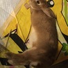 の写真