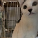 ３ヶ月のシロクロ（白多め）❤︎ 去勢・ワクチン済！