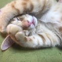 生後4ヶ月の子猫君！男の子ですが可愛いお顔してます