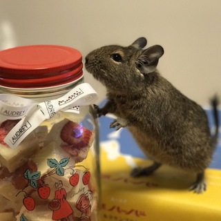 元気な男の子デグー 1歳