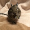 元気な男の子デグー 1歳 サムネイル2