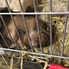 元気な男の子デグー 1歳 サムネイル3