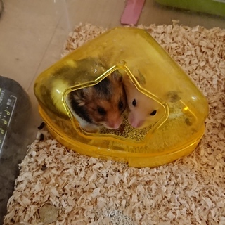 ゴールデンハムスター1/6生まれ