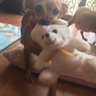 ミニピン親子の里親様募集中です！