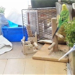 「わるわるトリオ」サムネイル1