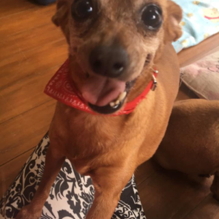 ミニピン親子の里親様募集中！