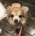 穏やかで甘えん坊なお利口さんチワワ★モナちゃん