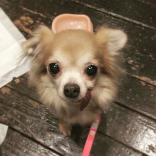 穏やかで甘えん坊なお利口さんチワワ★モナちゃん