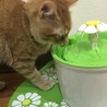 新しい水飲みに興味津々