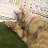 ネムネム
