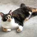 避妊済！綺麗な顔立ちの三毛猫です