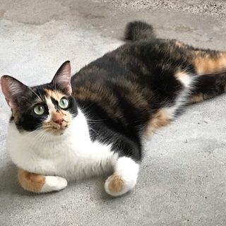 避妊済！綺麗な顔立ちの三毛猫です