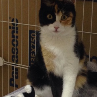 可愛いミュウちゃん