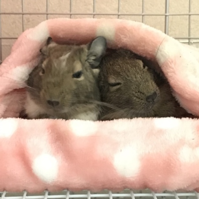 ゆうひみるのカバー写真