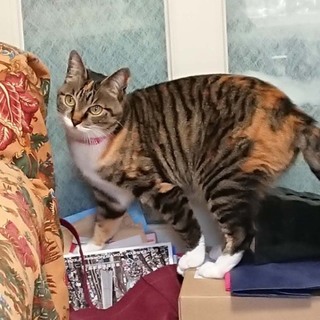 やっぱりお留守番はさみしいラブちゃん