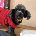 人懐こくて甘えん坊な❤︎美犬の星(せい)ちゃん❤︎