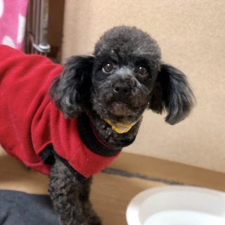 人懐こくて甘えん坊な❤︎美犬の星(せい)ちゃん❤︎