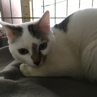 ワンコとも仲良く出来るわこちゃんです❤️