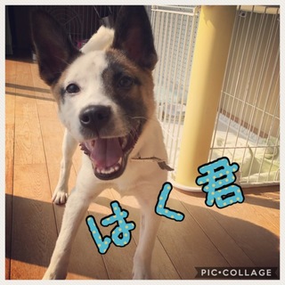 今日のわんこ風ねぎちゃんとイケワンはく君