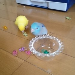 「新しい仲間？」サムネイル2