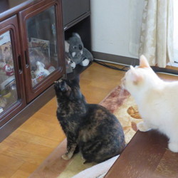 「朝の日課」サムネイル1