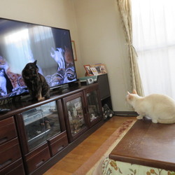 「朝の日課」サムネイル2