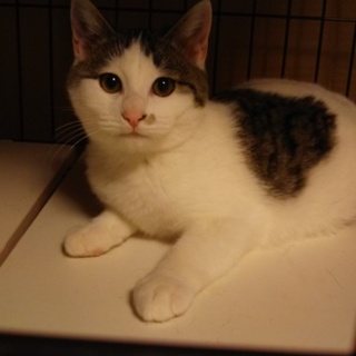 ヤンチャな男の子