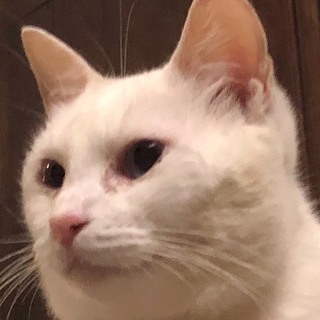 甘えん坊な白猫、優しい家族募集しています。
