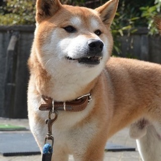 「募集一時停止」柴犬の男の子（動画あり）