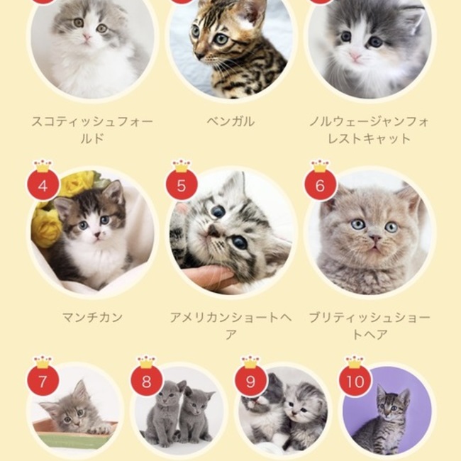 梨瑚のカバー写真