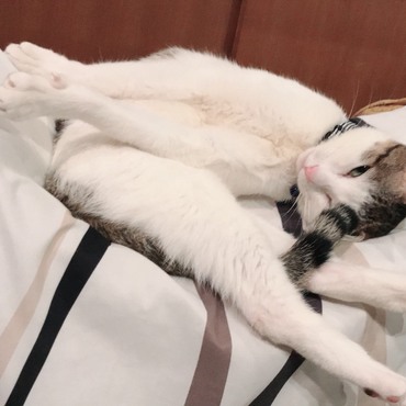 へんなねかた その1