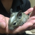 デグー子供生まれました！