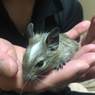 デグー子供生まれました！