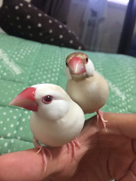 シナモン文鳥 二羽 里親募集 神奈川県 鳥の里親募集 ペットのおうち 月間利用者150万人