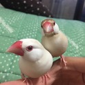 シナモン文鳥 二羽 里親募集