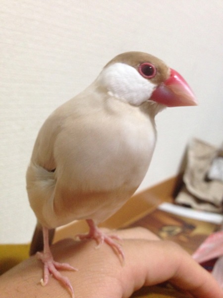 シナモン文鳥 二羽 里親募集 神奈川県 鳥の里親募集 ペットのおうち 月間利用者150万人