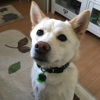 【元保健所】かっこいい中型犬タッキー