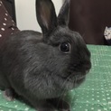 ネザーランドドワーフ 里親募集