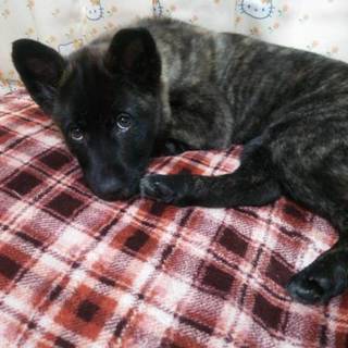 仔犬中型犬ミックスカレンちゃん