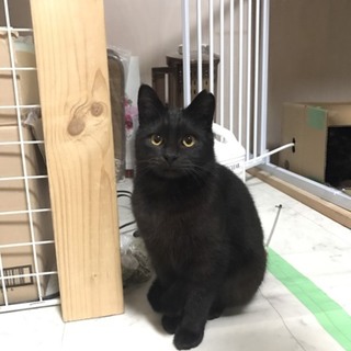 黒猫リンちゃん。