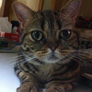 急募!!落ち着いた猫との生活が希望の方！