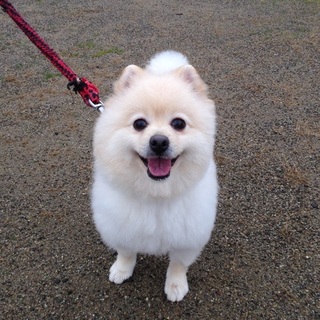 ありがとうございました