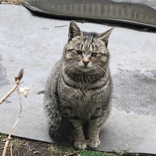 目力弱めのぼくちゃん