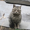 目力弱めのぼくちゃん サムネイル1