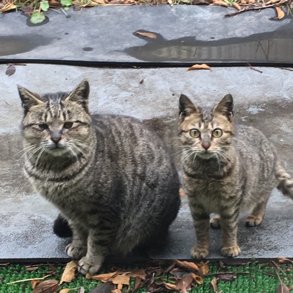 目力弱めのぼくちゃん サムネイル3