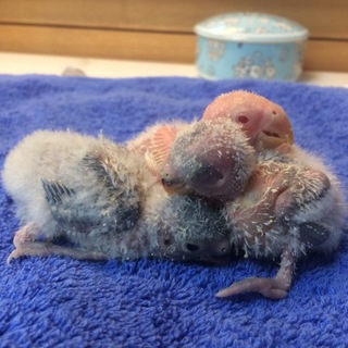 ありがとうございました。