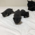 子猫の里親募集