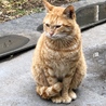 穏やかな男の子 諭吉 サムネイル2