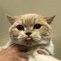 べったりスコ